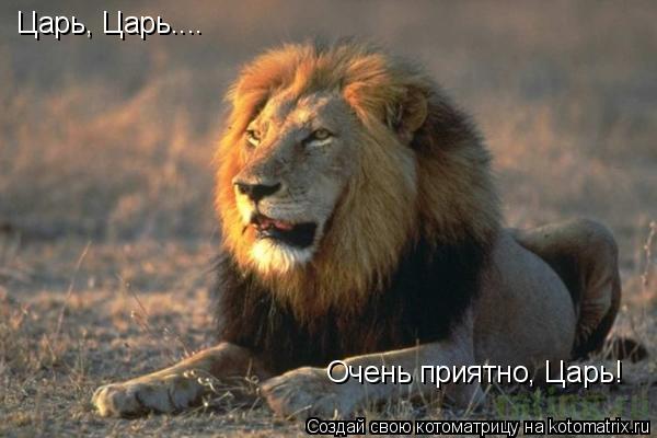 Царь, Царь.... Очень приятно, Царь!... Котоматрица: Царь, Царь.... Очень приятно, Царь!