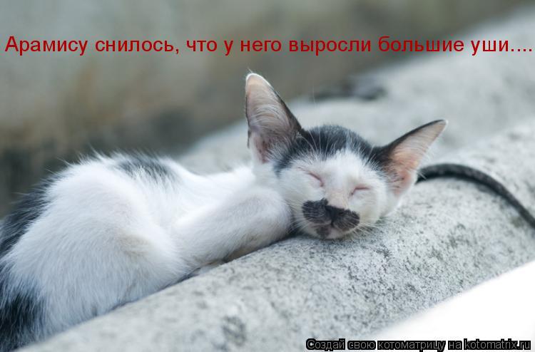 Арамису снилось, что у него выросли большие уши....... Котоматрица: Арамису снилось, что у него выросли большие уши....