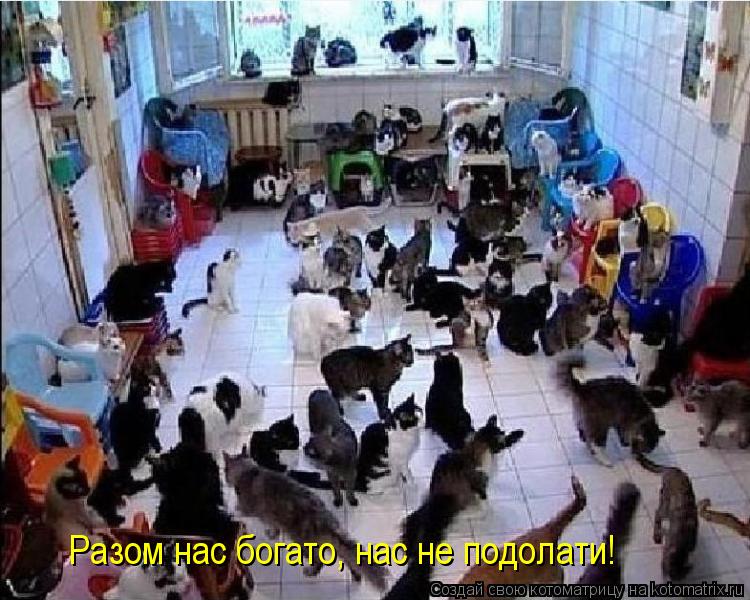 Разом нас богато, нас не подолати!... Котоматрица: Разом нас богато, нас не подолати!