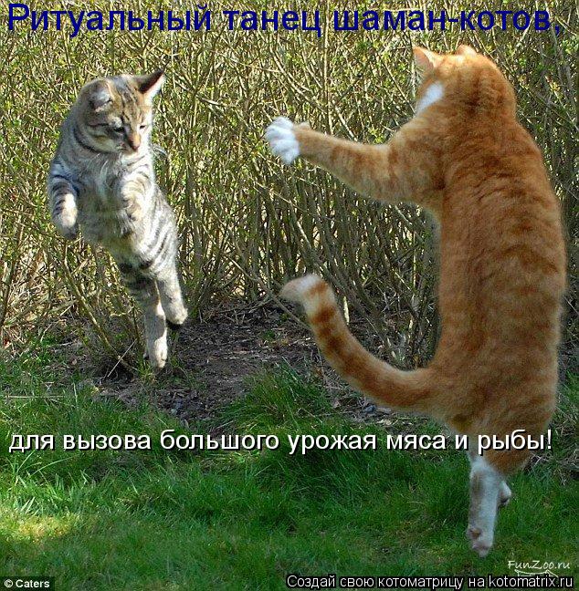 для вызова большого урожая мяса и рыбы! Ритуальный танец шаман-котов,... Котоматрица: для вызова большого урожая мяса и рыбы! Ритуальный танец шаман-котов,