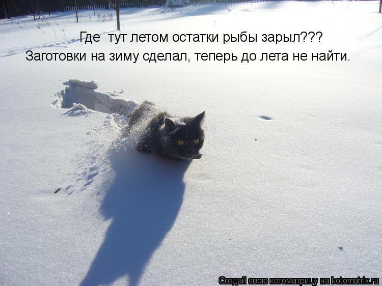 Заготовки на зиму сделал, теперь до лета не найти. Где тут летом остатки рыбы зарыл???... Котоматрица: Заготовки на зиму сделал, теперь до лета не найти. Где тут летом остатки рыбы зарыл???