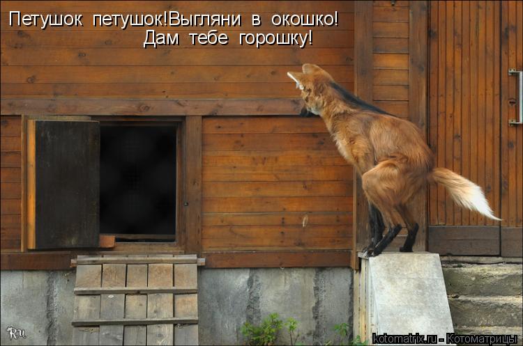 Петушок петушок!Выгляни в окошко! Дам тебе горошку!... Котоматрица: Петушок петушок!Выгляни в окошко! Дам тебе горошку!