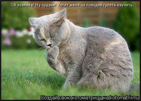 Ой хозяева! Ну чудаки! Хотят меня на поводке гулять научить...... Котоматрица: Ой хозяева! Ну чудаки! Хотят меня на поводке гулять научить...