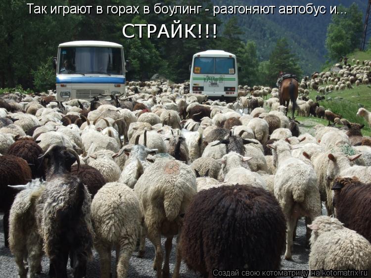 Так играют в горах в боулинг - разгоняют автобус и... СТРАЙК!!!... Котоматрица: Так играют в горах в боулинг - разгоняют автобус и... СТРАЙК!!!