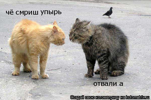 Котоматрица: чё смриш упырь отвали а