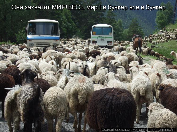 Котоматрица: Они захватят МИР!ВЕСЬ мир ! в бункер все в бункер