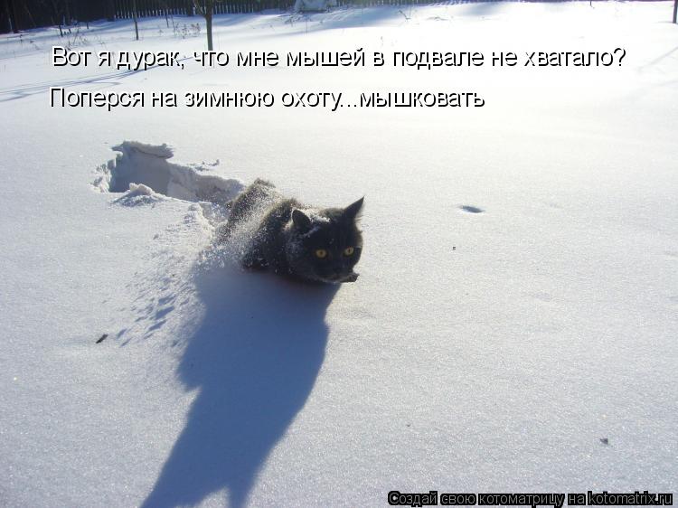 Вот я дурак, что мне мышей в подвале не хватало? Поперся на зимнюю охоту...мышковать... Котоматрица: Вот я дурак, что мне мышей в подвале не хватало? Поперся на зимнюю охоту...мышковать