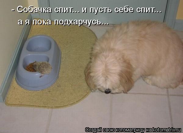 - Собачка спит... и пусть себе спит... а я пока подхарчусь...... Котоматрица: - Собачка спит... и пусть себе спит... а я пока подхарчусь...