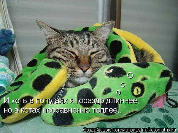 И хоть в попугаях я гораздо длиннее, но в котах несравненно теплее.. О о о... Котоматрица: И хоть в попугаях я гораздо длиннее, но в котах несравненно теплее.. О о о
