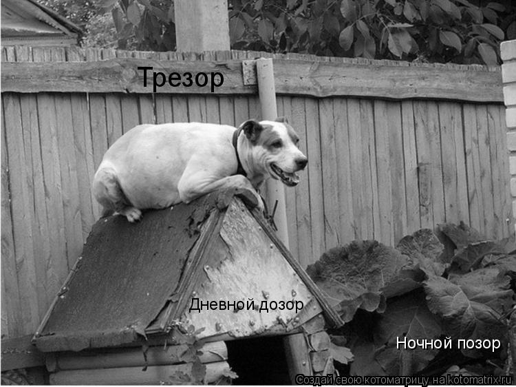 Дневной дозор Ночной позор Трезор... Котоматрица: Дневной дозор Ночной позор Трезор