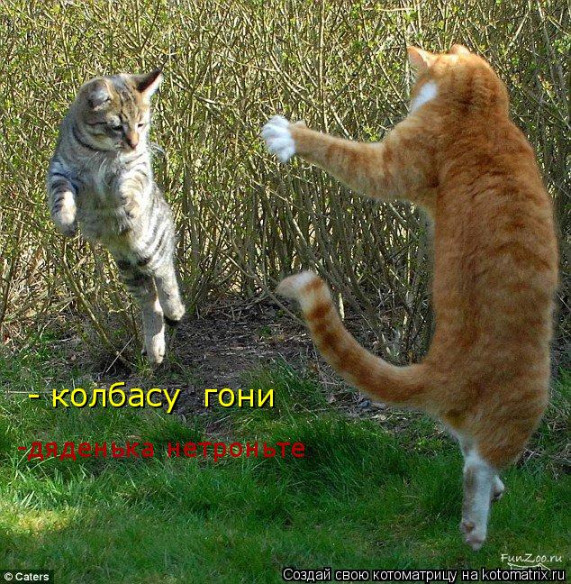 -дяденька нетроньте - колбасу гони... Котоматрица: -дяденька нетроньте - колбасу гони