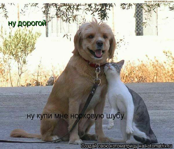 ну купи мне норковую шубу ну дорогой... Котоматрица: ну купи мне норковую шубу ну дорогой