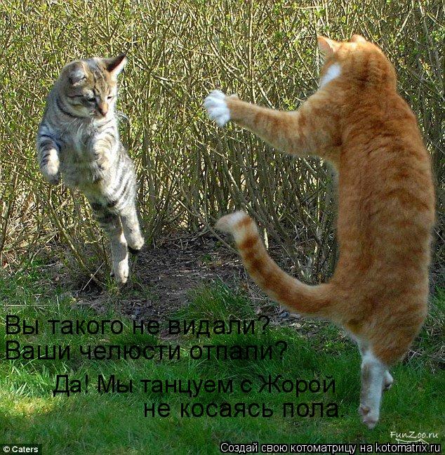 Да! Мы танцуем с Жорой не косаясь пола. Вы такого не видали? Ваши челюсти отпали?... Котоматрица: Да! Мы танцуем с Жорой не косаясь пола. Вы такого не видали? Ваши челюсти отпали?