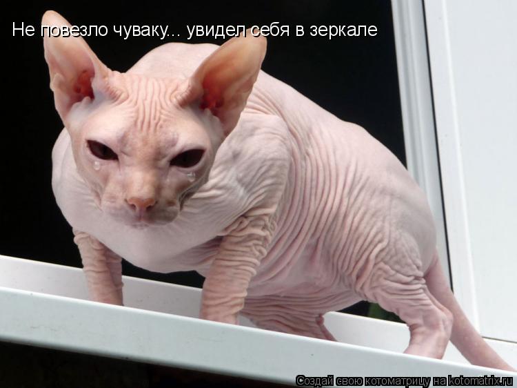 Не повезло чуваку... увидел себя в зеркале... Котоматрица: Не повезло чуваку... увидел себя в зеркале