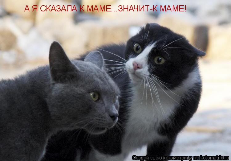 А Я СКАЗАЛА К МАМЕ...ЗНАЧИТ-К МАМЕ!... Котоматрица: А Я СКАЗАЛА К МАМЕ...ЗНАЧИТ-К МАМЕ!