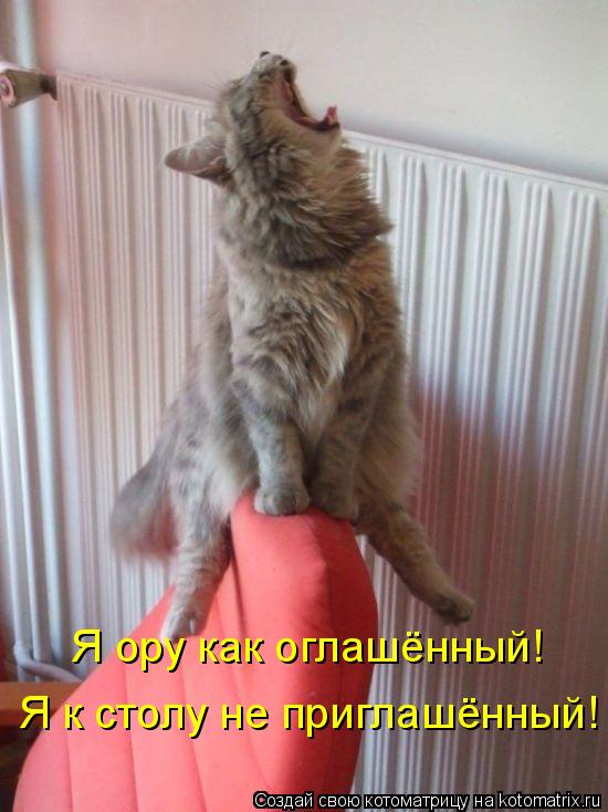 Я ору как оглашённый! Я к столу не приглашённый!... Котоматрица: Я ору как оглашённый! Я к столу не приглашённый!