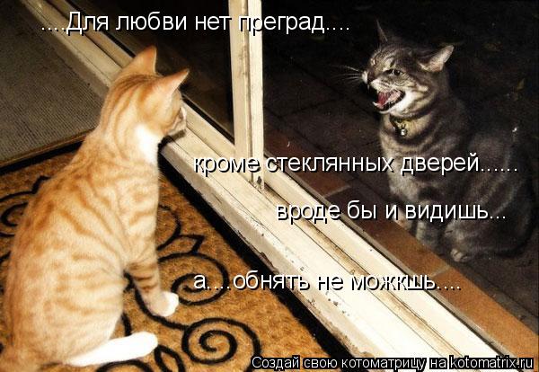 ....Для любви нет преград.... кроме стеклянных дверей...... вроде бы и видишь. .. а....обнять не можк... Котоматрица: ....Для любви нет преград.... кроме стеклянных дверей...... вроде бы и видишь. .. а....обнять не можкшь....