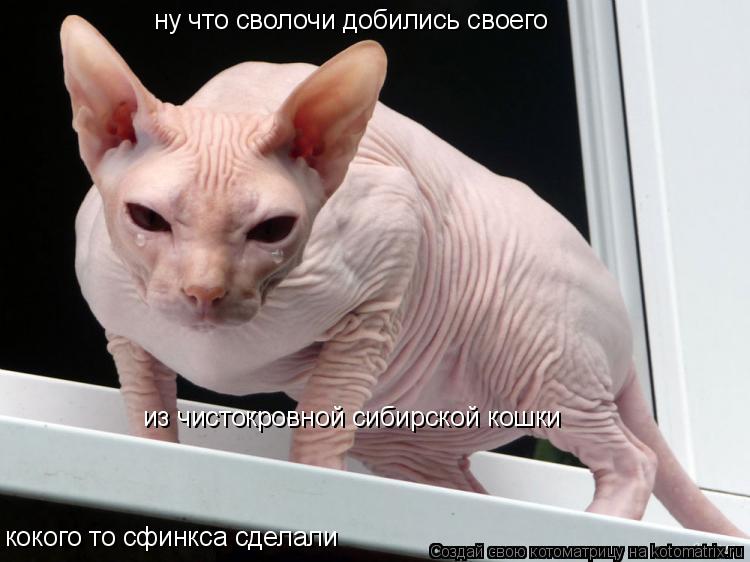 ну что сволочи добились своего из чистокровной сибирской кошки кокого то сфинкса сделали... Котоматрица: ну что сволочи добились своего из чистокровной сибирской кошки кокого то сфинкса сделали