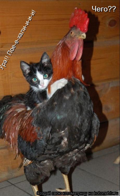 Ура!! Пое-е-хали-и-и-и! Чего??... Котоматрица: Ура!! Пое-е-хали-и-и-и! Чего??