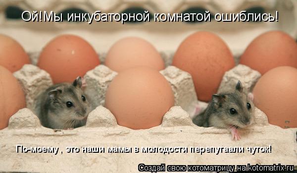 Ой!Мы инкубаторной комнатой ошиблись! По-моему , это наши мамы в молодости перепутаали чуток!... Котоматрица: Ой!Мы инкубаторной комнатой ошиблись! По-моему , это наши мамы в молодости перепутаали чуток!