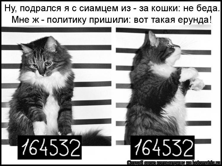 Ну, подрался я с сиамцем из - за кошки: не беда. Мне ж - политику пришили: вот такая ерунда!... Котоматрица: Ну, подрался я с сиамцем из - за кошки: не беда. Мне ж - политику пришили: вот такая ерунда!