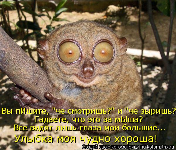 Вы пИшите, "че смотришь?" и "че зыришь?" Гадаете, что это за мЫша? Все видят лишь глаза мои большие..... Котоматрица: Вы пИшите, "че смотришь?" и "че зыришь?" Гадаете, что это за мЫша? Все видят лишь глаза мои большие... Улыбка моя чудно хороша!