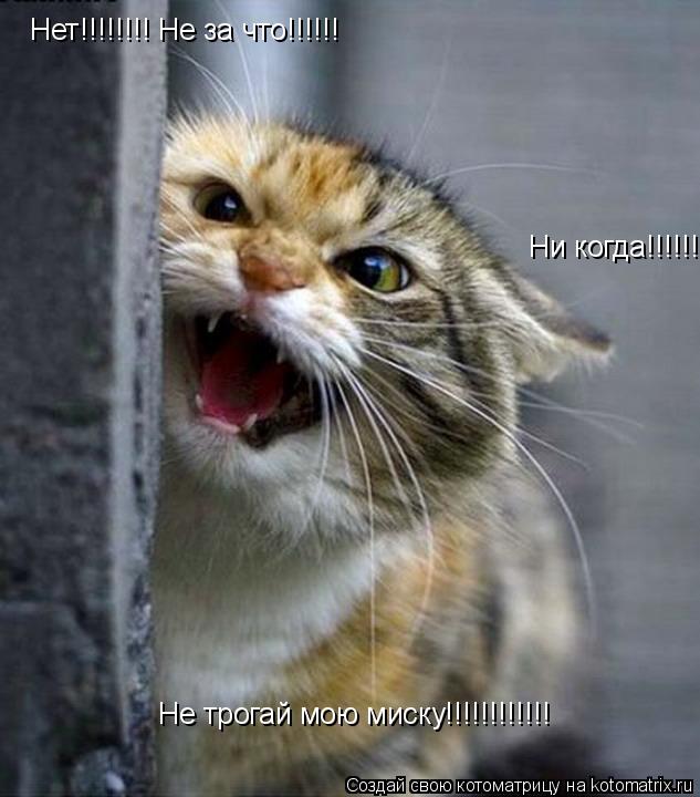 Нет!!!!!!!! Не за что!!!!!! Ни когда!!!!!!!!!!!!!!!!!!! Не трогай мою миску!!!!!!!!!!!!... Котоматрица: Нет!!!!!!!! Не за что!!!!!! Ни когда!!!!!!!!!!!!!!!!!!! Не трогай мою миску!!!!!!!!!!!!