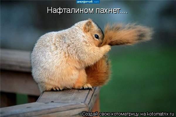 Нафталином пахнет....... Котоматрица: Нафталином пахнет....