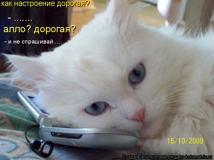 как настроение дорогая? - ....... алло? дорогая? - и не спрашивай........ Котоматрица: как настроение дорогая? - ....... алло? дорогая? - и не спрашивай.....