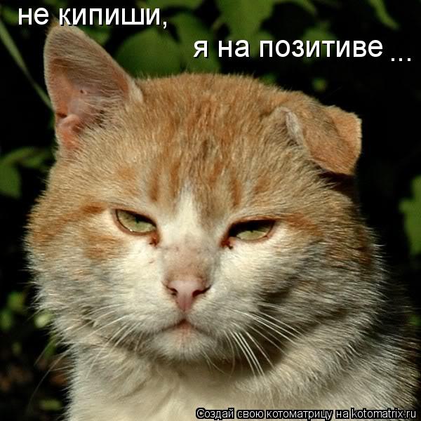не кипиши, я на позитиве ...... Котоматрица: не кипиши, я на позитиве ...
