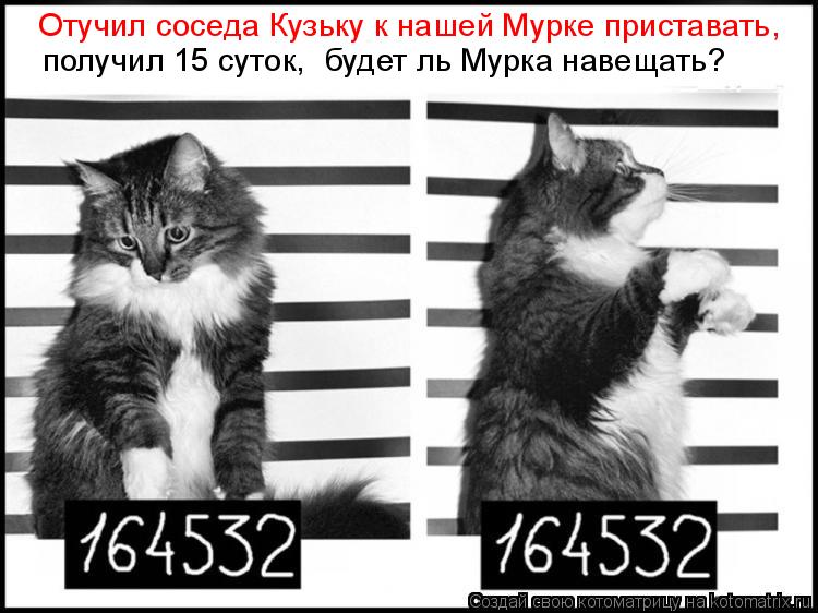 Отучил соседа Кузьку к нашей Мурке приставать, получил 15 суток, будет ль Мурка навещать?... Котоматрица: Отучил соседа Кузьку к нашей Мурке приставать, получил 15 суток, будет ль Мурка навещать?
