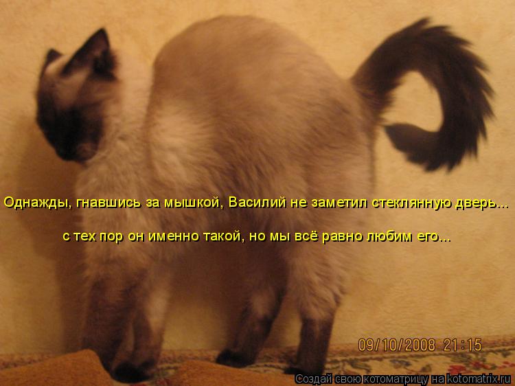 Однажды, гнавшись за мышкой, Василий не заметил стеклянную дверь... с тех пор он именно такой, но мы ... Котоматрица: Однажды, гнавшись за мышкой, Василий не заметил стеклянную дверь... с тех пор он именно такой, но мы всё равно любим его...