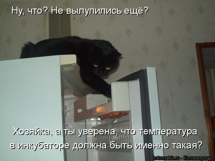 Ну, что? Не вылупились ещё? Хозяйка, а ты уверена, что температура в инкубаторе должна быть именно т... Котоматрица: Ну, что? Не вылупились ещё? Хозяйка, а ты уверена, что температура в инкубаторе должна быть именно такая?