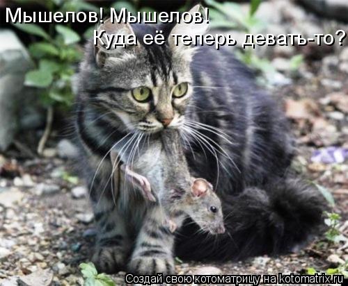 Мышелов! Мышелов! Куда её теперь девать-то?... Котоматрица: Мышелов! Мышелов! Куда её теперь девать-то?
