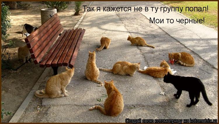 Котоматрица: Так я кажется не в ту группу попал! Мои то черные!