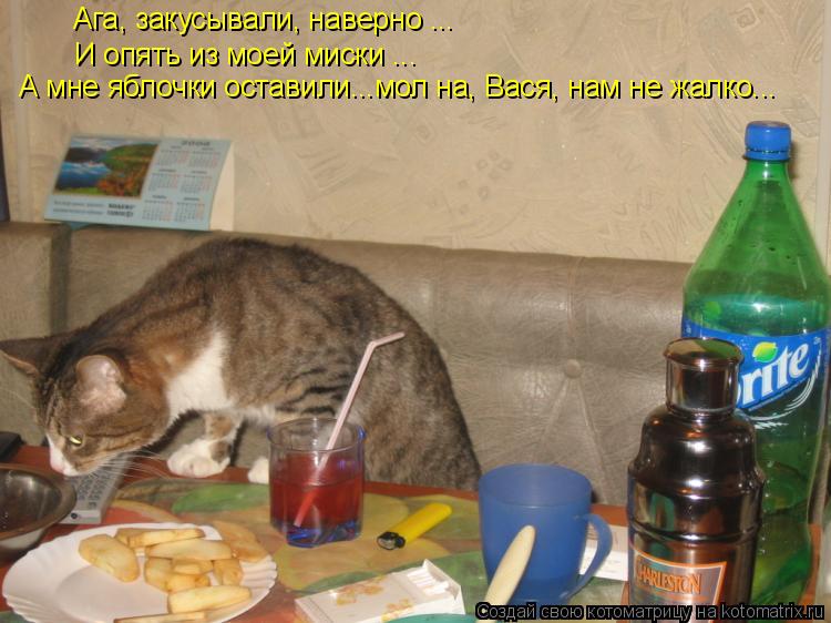 Котоматрица: Ага, закусывали, наверно ... И опять из моей миски ... А мне яблочки оставили...мол на, Вася, нам не жалко...