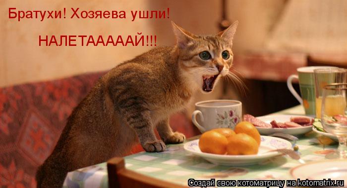 Котоматрица: Братухи! Хозяева ушли! НАЛЕТАААААЙ!!!