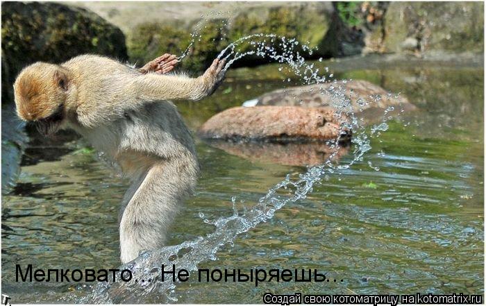 Котоматрица: Мелковато... Не поныряешь...