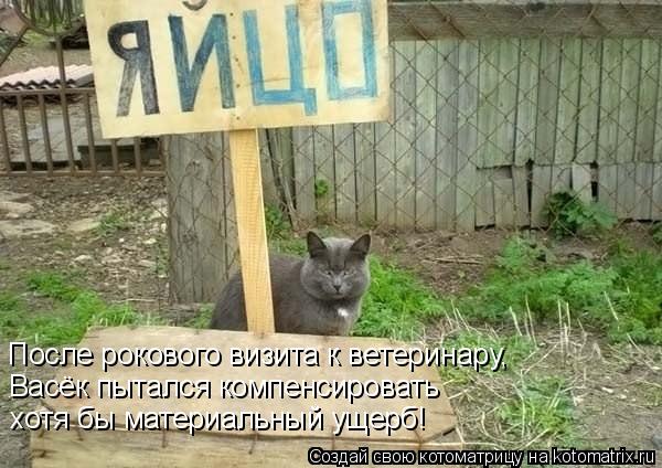 После рокового визита к ветеринару, Васёк пытался компенсировать хотя бы материальный ущерб!... Котоматрица: После рокового визита к ветеринару, Васёк пытался компенсировать хотя бы материальный ущерб!