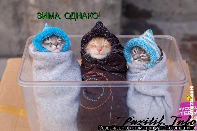 ЗИМА, ОДНАКО!... Котоматрица: ЗИМА, ОДНАКО!