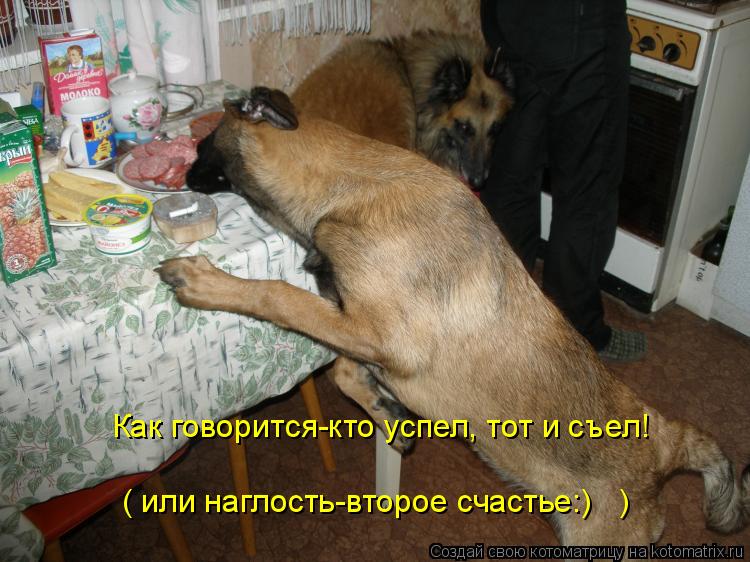Как говорится-кто успел, тот и съел! ( или наглость-второе счастье:) )... Котоматрица: Как говорится-кто успел, тот и съел! ( или наглость-второе счастье:) )