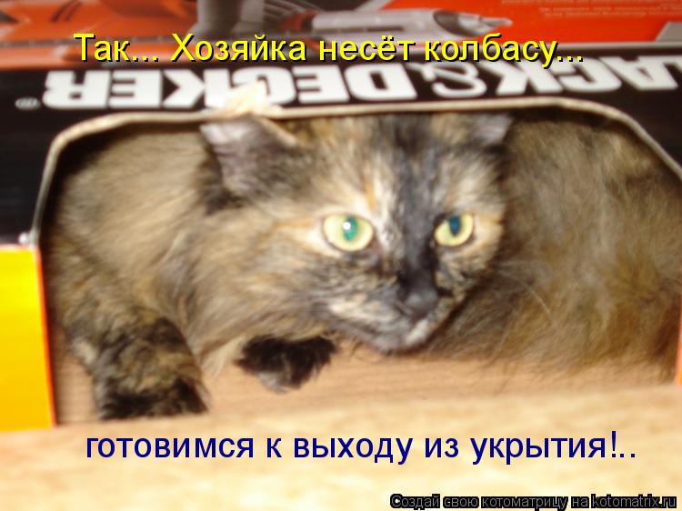 Котоматрица: Так... Хозяйка несёт колбасу... готовимся к выходу из укрытия!..