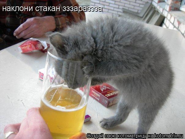 Котоматрица: наклони стакан зззараззза