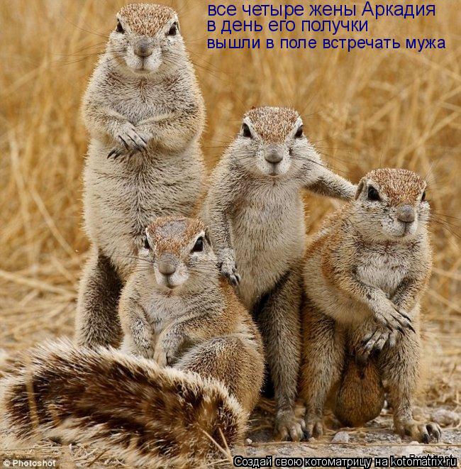 все четыре жены Аркадия в день его получки вышли в поле встречать мужа... Котоматрица: все четыре жены Аркадия в день его получки вышли в поле встречать мужа