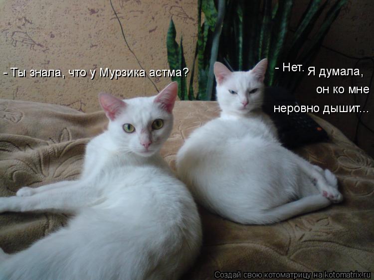 - Ты знала, что у Мурзика астма? - Нет. Я думала, он ко мне неровно дышит...... Котоматрица: - Ты знала, что у Мурзика астма? - Нет. Я думала, он ко мне неровно дышит...