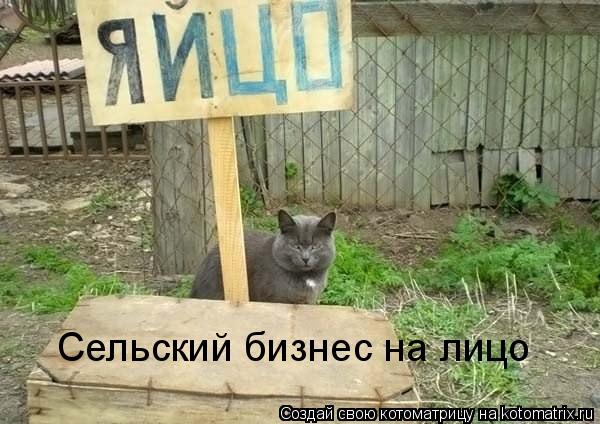 Сельский бизнес на лицо... Котоматрица: Сельский бизнес на лицо