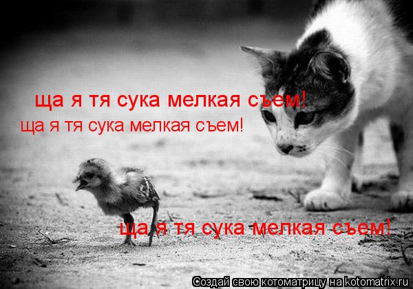 ща я тя сука мелкая съем! ща я тя сука мелкая съем! ща я тя сука мелкая съем!... Котоматрица: ща я тя сука мелкая съем! ща я тя сука мелкая съем! ща я тя сука мелкая съем!