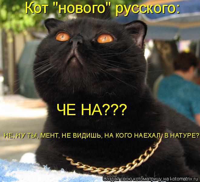 Кот "нового" русского: ЧЕ НА??? НЕ, НУ ТЫ, МЕНТ, НЕ ВИДИШЬ, НА КОГО НАЕХАЛ, В НАТУРЕ?... Котоматрица: Кот "нового" русского: ЧЕ НА??? НЕ, НУ ТЫ, МЕНТ, НЕ ВИДИШЬ, НА КОГО НАЕХАЛ, В НАТУРЕ?