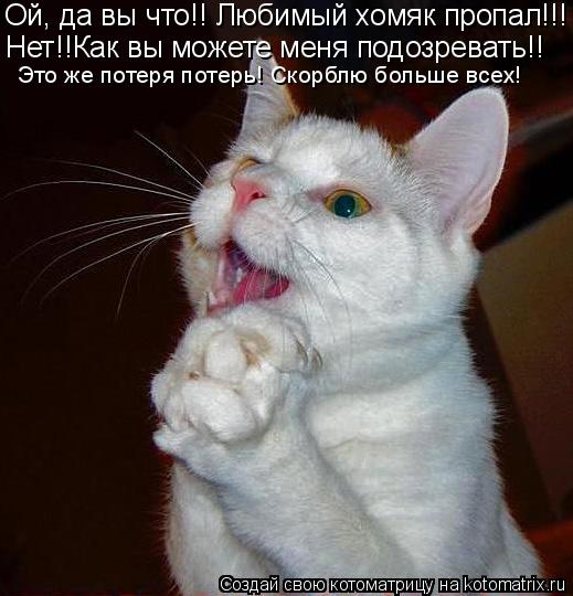 Ой, да вы что!! Любимый хомяк пропал!!! Нет!!Как вы можете меня подозревать!! Это же потеря потерь! С... Котоматрица: Ой, да вы что!! Любимый хомяк пропал!!! Нет!!Как вы можете меня подозревать!! Это же потеря потерь! Скорблю больше всех!