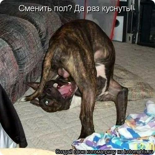 Сменить пол? Да раз куснуть!... Котоматрица: Сменить пол? Да раз куснуть!